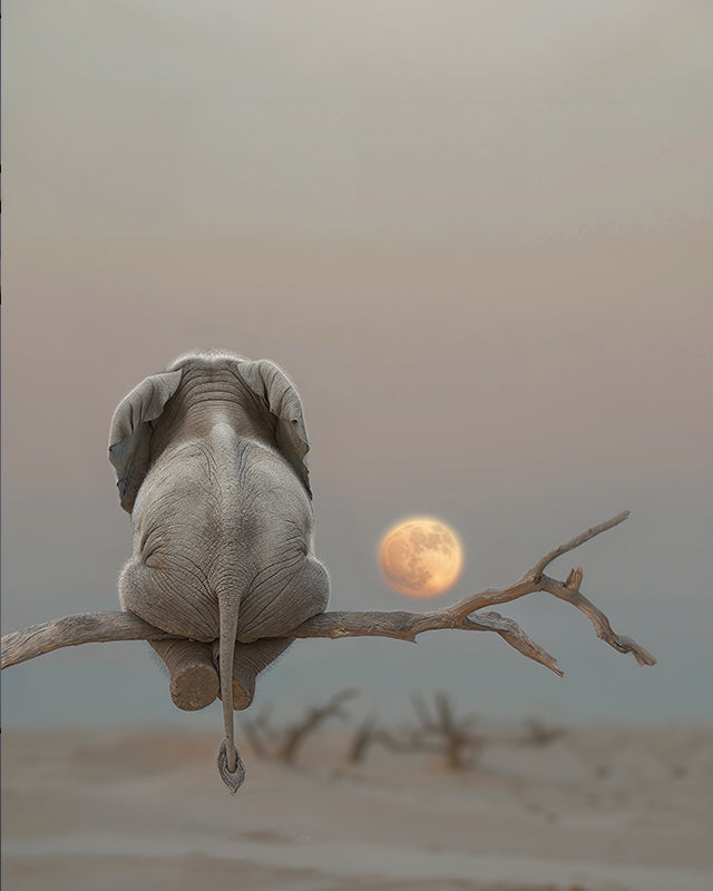 MOON